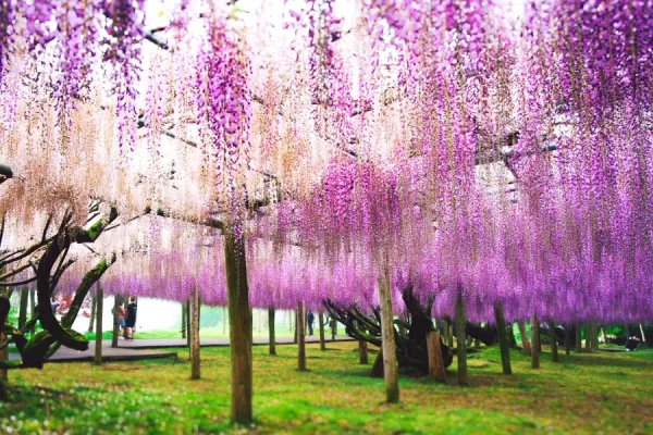 Top 7 địa điểm ngắm hoa từ đằng ở Fukuoka Nhật Bản địa điểm ngắm hoa từ đằng ở Fukuoka Nhật Bản