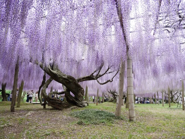 Top 7 địa điểm ngắm hoa từ đằng ở Fukuoka Nhật Bản địa điểm ngắm hoa từ đằng ở Fukuoka Nhật Bản