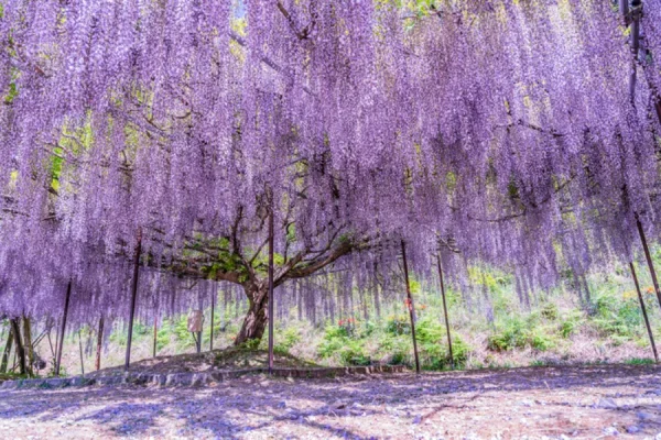 Đền Kobaji | địa điểm ngắm hoa tử đằng Nhật Bản