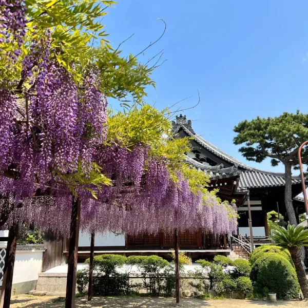 Đền Kobaji | địa điểm ngắm hoa tử đằng Nhật Bản