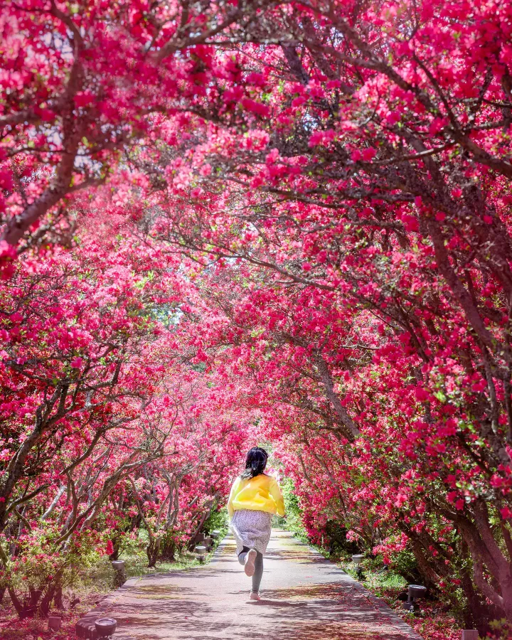 Hoa Đỗ Quyên Nhật Bản (Tsutsuji)