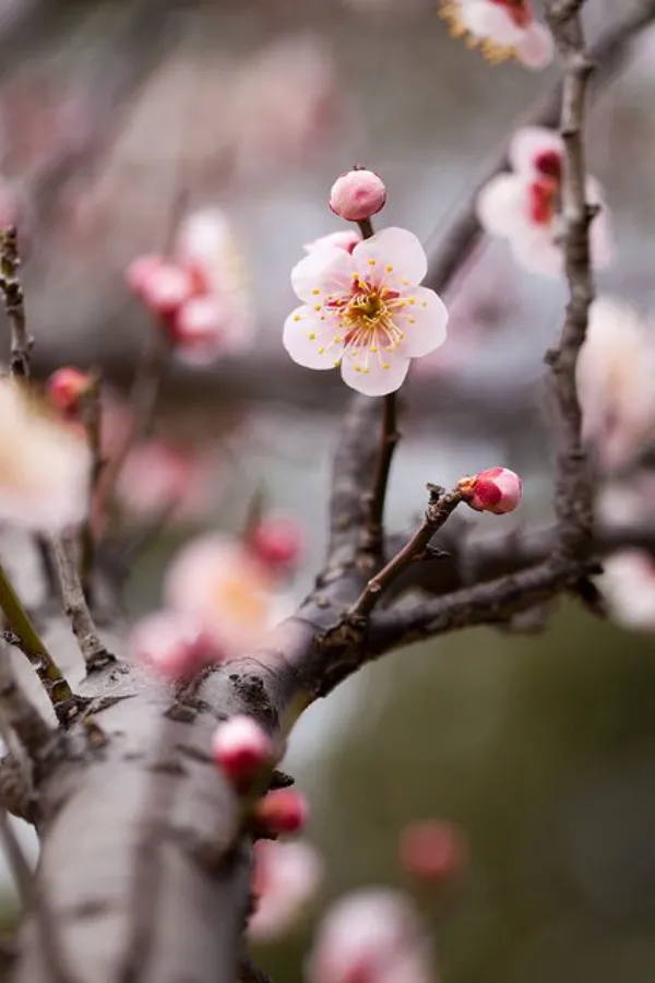 Top 9 Địa điểm ngắm hoa mơ Nhật Bản (Ume) Hot nhất