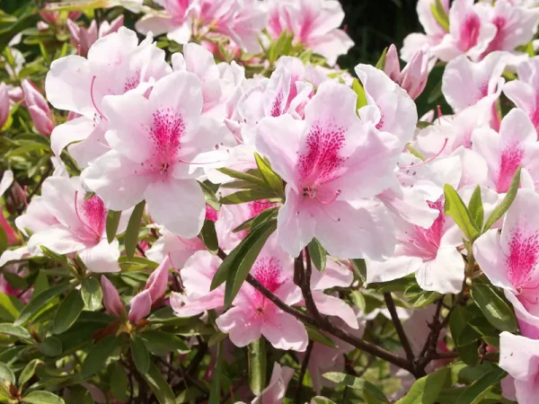 Hoa Đỗ Quyên Nhật Bản (Tsutsuji)