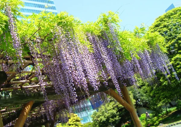 Vườn Kyu-Shiba-rikyu | địa điểm ngắm hoa tử đằng Nhật Bản