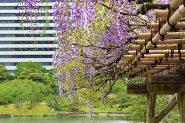 Vườn Kyu-Shiba-rikyu | địa điểm ngắm hoa tử đằng Nhật Bản