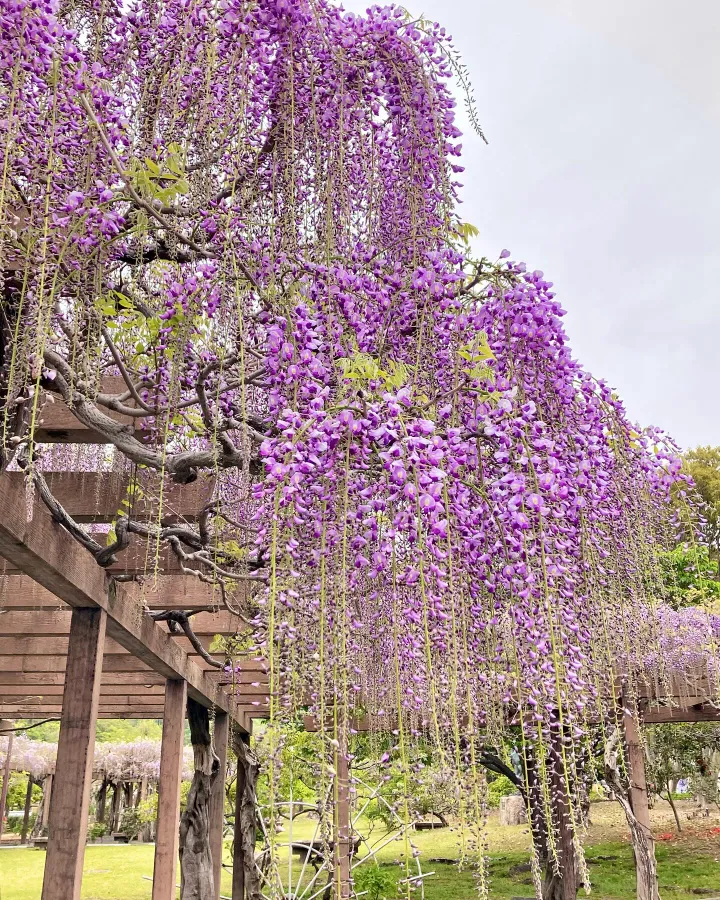 Công viên Mikamo | địa điểm ngắm hoa tử đằng Nhật Bản