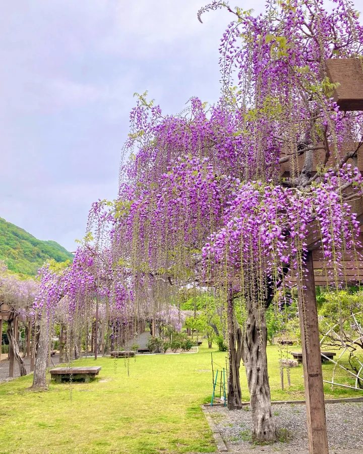 Công viên Mikamo | địa điểm ngắm hoa tử đằng Nhật Bản