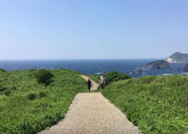 Hoa Thủy Tiên Nhật Bản (Suisen): Sứ Giả Tinh Khôi Của Mùa Xuân Sớm Top địa điểm ngắm Hoa Thủy Tiên đẹp nhất ở Nhật Bản