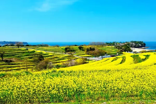 Hoa Cải Dầu Nhật Bản (Nanohana): Vệt Nắng Rực Rỡ Báo Hiệu Xuân Thì