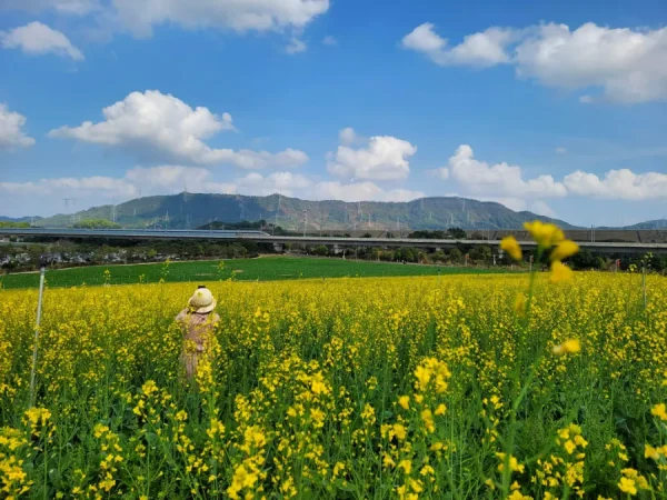 Hoa Cải Dầu Nhật Bản (Nanohana): Vệt Nắng Rực Rỡ Báo Hiệu Xuân Thì