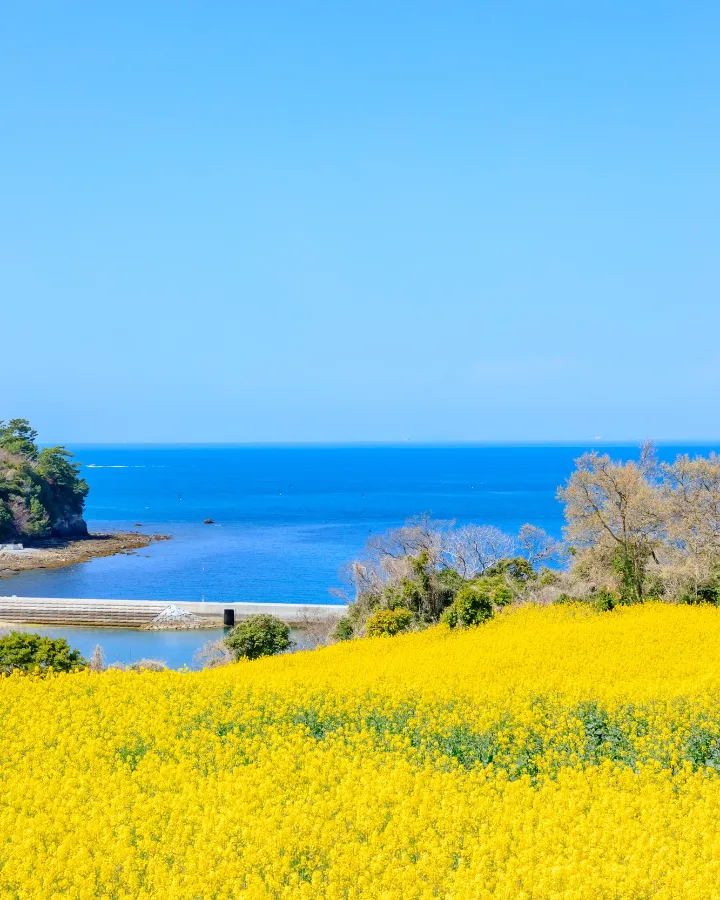 Hoa Cải Dầu Nhật Bản (Nanohana): Vệt Nắng Rực Rỡ Báo Hiệu Xuân Thì