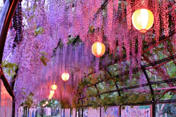 Top 7 địa điểm ngắm hoa từ đằng ở Fukuoka Nhật Bản Đền Nakayama Kumano | địa điểm ngắm hoa tử đằng Nhật Bản