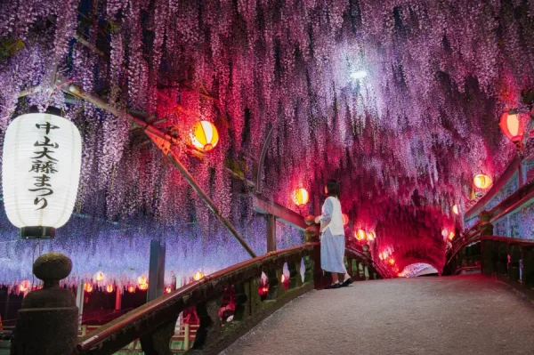 Top 7 địa điểm ngắm hoa từ đằng ở Fukuoka Nhật Bản Đền Nakayama Kumano | địa điểm ngắm hoa tử đằng Nhật Bản