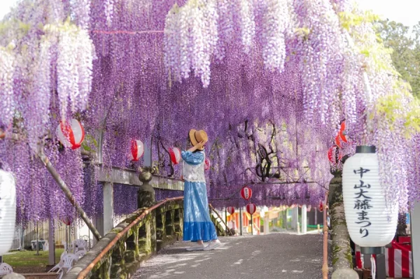 Đền Nakayama Kumano | địa điểm ngắm hoa tử đằng Nhật Bản
