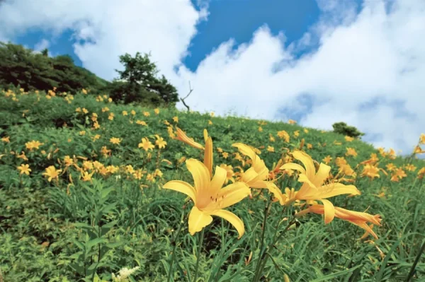 Khám phá 7 địa điểm ngắm hoa tử đằng ở Tochigi Nikko Kirifuri Kogen