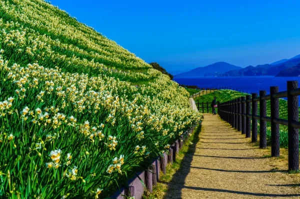 Hoa Thủy Tiên Nhật Bản (Suisen): Sứ Giả Tinh Khôi Của Mùa Xuân Sớm Top địa điểm ngắm Hoa Thủy Tiên đẹp nhất ở Nhật Bản