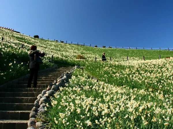 Hoa Thủy Tiên Nhật Bản (Suisen): Sứ Giả Tinh Khôi Của Mùa Xuân Sớm Top địa điểm ngắm Hoa Thủy Tiên đẹp nhất ở Nhật Bản