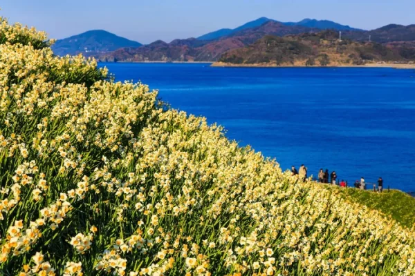 Hoa Thủy Tiên Nhật Bản (Suisen): Sứ Giả Tinh Khôi Của Mùa Xuân Sớm Top địa điểm ngắm Hoa Thủy Tiên đẹp nhất ở Nhật Bản