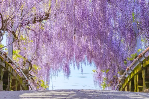 Top 7 địa điểm ngắm hoa từ đằng ở Fukuoka Nhật Bản Top 7 địa điểm ngắm hoa từ đằng ở Fukuoka Nhật Bản