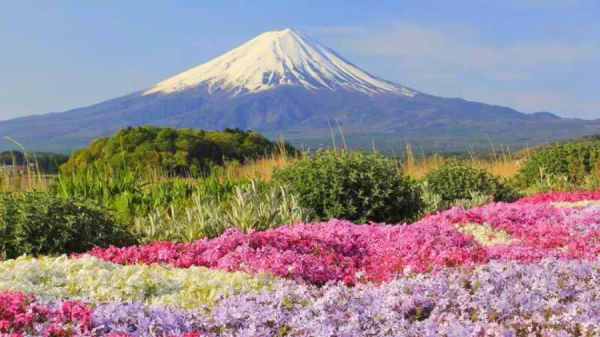 Hoa Chi Anh Nhật Bản (Shibazakura)