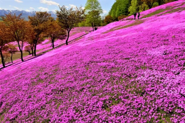 Hoa Chi Anh Nhật Bản (Shibazakura)