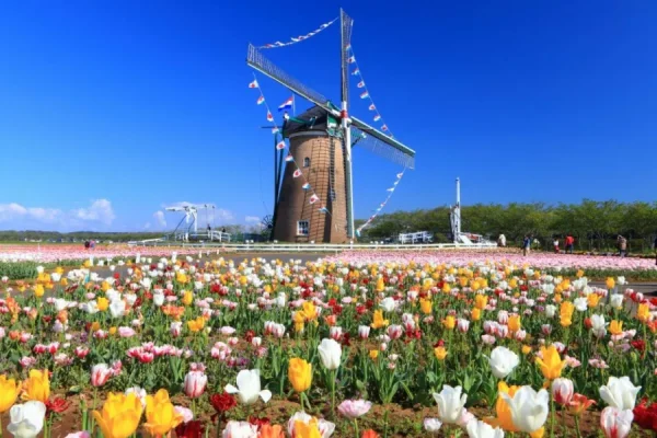 Hoa Tulip Nhật Bản (Churippu): Sắc Màu Tươi Mới Báo Hiệu Mùa Xuân Rực Rỡ Địa điểm ngắm Hoa Tulip Nhật Bản (Churippu)