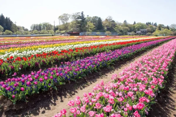 Hoa Tulip Nhật Bản (Churippu): Sắc Màu Tươi Mới Báo Hiệu Mùa Xuân Rực Rỡ Địa điểm ngắm Hoa Tulip Nhật Bản (Churippu)