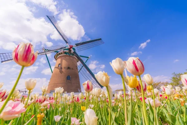 Hoa Tulip Nhật Bản (Churippu): Sắc Màu Tươi Mới Báo Hiệu Mùa Xuân Rực Rỡ Địa điểm ngắm Hoa Tulip Nhật Bản (Churippu)