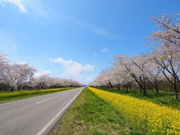 Hoa Cải Dầu Nhật Bản (Nanohana): Vệt Nắng Rực Rỡ Báo Hiệu Xuân Thì