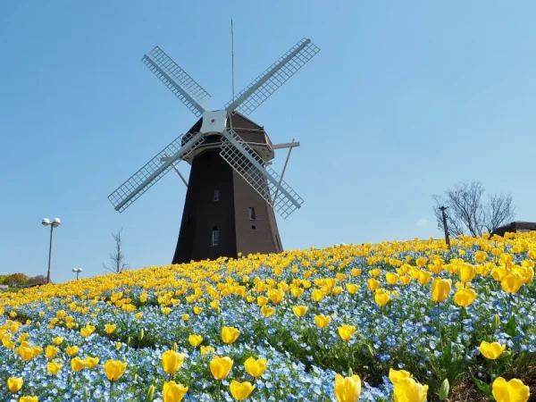 Hoa Tulip Nhật Bản (Churippu): Sắc Màu Tươi Mới Báo Hiệu Mùa Xuân Rực Rỡ Địa điểm ngắm Hoa Tulip Nhật Bản (Churippu)