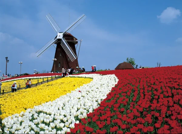 Hoa Tulip Nhật Bản (Churippu): Sắc Màu Tươi Mới Báo Hiệu Mùa Xuân Rực Rỡ Địa điểm ngắm Hoa Tulip Nhật Bản (Churippu)