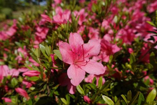 Hoa Đỗ Quyên Nhật Bản (Tsutsuji)
