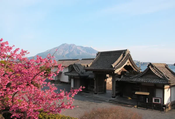 Hoa Đỗ Quyên Nhật Bản (Tsutsuji)