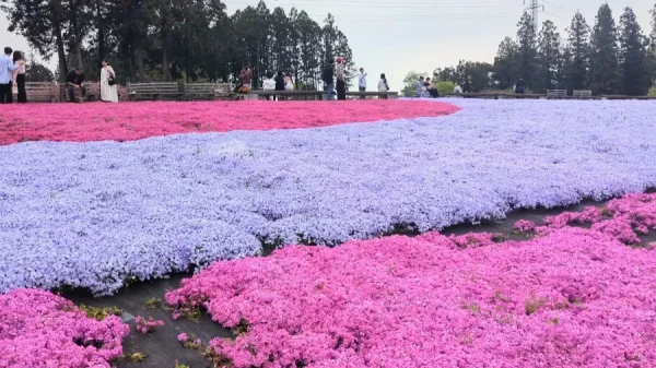 Hoa Chi Anh Nhật Bản (Shibazakura)