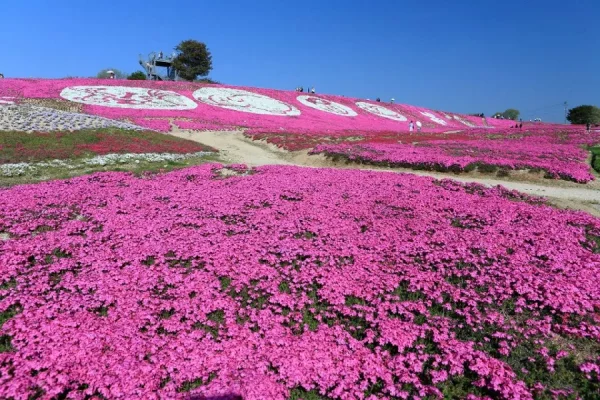 Hoa Chi Anh Nhật Bản (Shibazakura): Tấm Thảm Rực Rỡ Sắc Màu Báo Hiệu Xuân Hè Hoa Chi Anh Nhật Bản (Shibazakura)