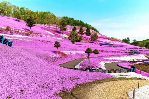 Hoa Chi Anh Nhật Bản (Shibazakura)