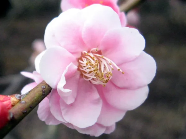 Top 9 Địa điểm ngắm hoa mơ Nhật Bản (Ume) Hot nhất