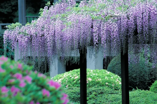 Top 7 địa điểm ngắm hoa tử đằng ở Tokyo Nhật Bản