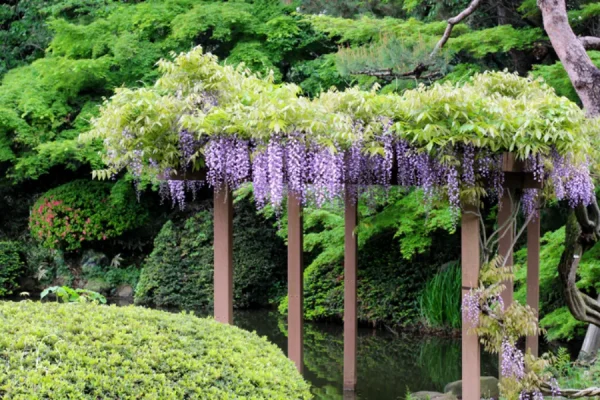 Top 7 địa điểm ngắm hoa tử đằng ở Tokyo Nhật Bản