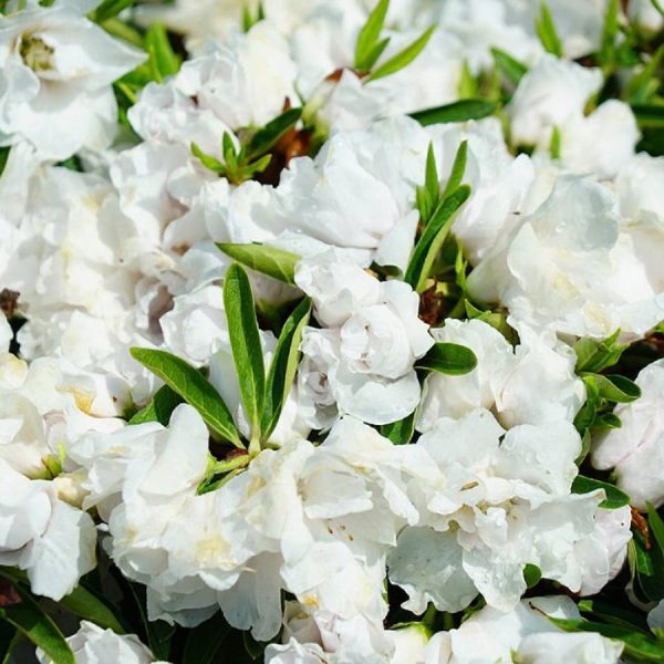 Hoa Đỗ Quyên Nhật Bản (Tsutsuji)