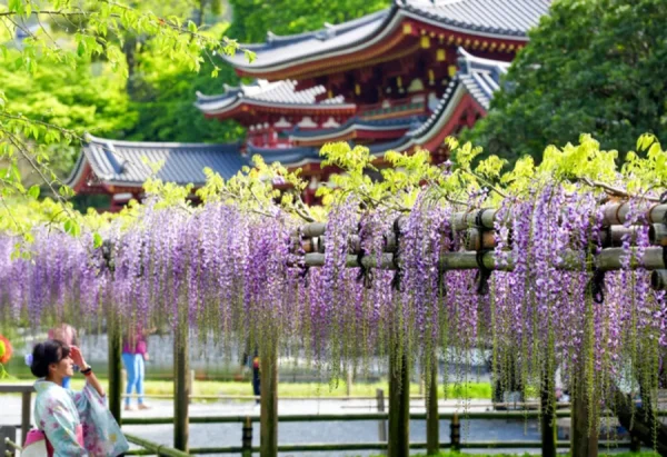 Đền Shoren-in | địa điểm ngắm hoa tử đằng Nhật Bản