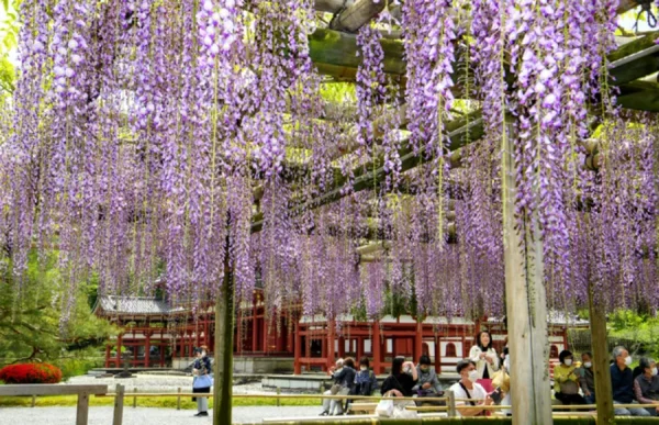 Đền Shoren-in | địa điểm ngắm hoa tử đằng Nhật Bản