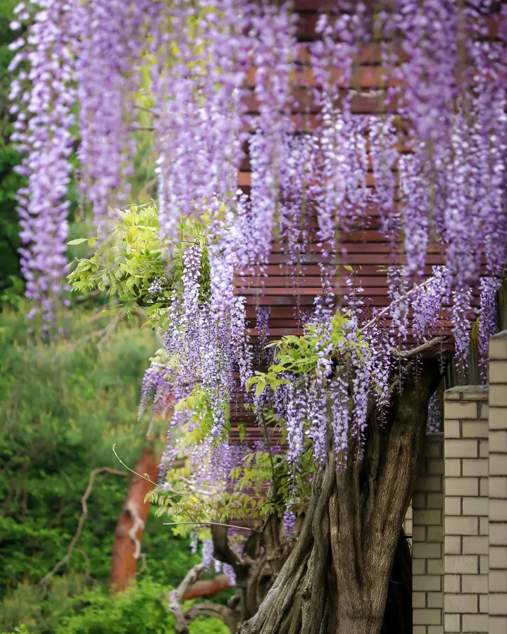 Top 7 địa điểm ngắm hoa tử đằng ở Tokyo Nhật Bản