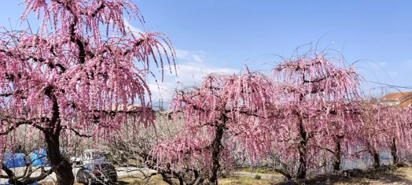 Top 9 Địa điểm ngắm hoa mơ Nhật Bản (Ume) Hot nhất