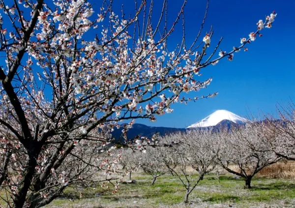 Top 9 Địa điểm ngắm hoa mơ Nhật Bản (Ume) Hot nhất
