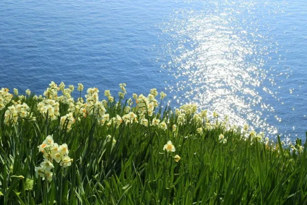 Hoa Thủy Tiên Nhật Bản (Suisen): Sứ Giả Tinh Khôi Của Mùa Xuân Sớm Top địa điểm ngắm Hoa Thủy Tiên đẹp nhất ở Nhật Bản