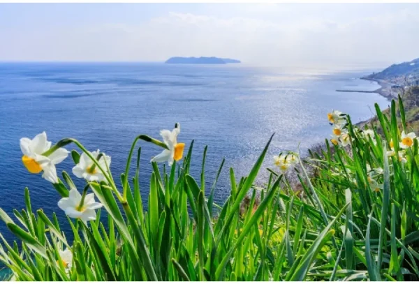 Hoa Thủy Tiên Nhật Bản (Suisen): Sứ Giả Tinh Khôi Của Mùa Xuân Sớm Top địa điểm ngắm Hoa Thủy Tiên đẹp nhất ở Nhật Bản