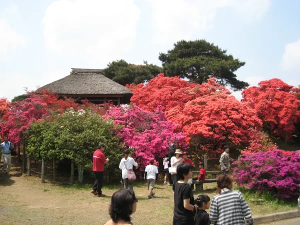 Hoa Đỗ Quyên Nhật Bản (Tsutsuji)