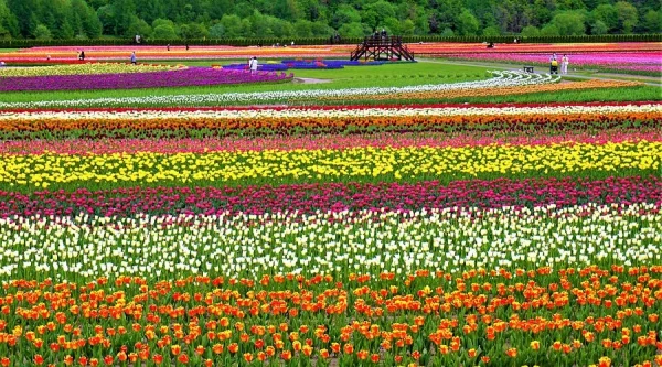 Hoa Tulip Nhật Bản (Churippu): Sắc Màu Tươi Mới Báo Hiệu Mùa Xuân Rực Rỡ Địa điểm ngắm Hoa Tulip Nhật Bản (Churippu)