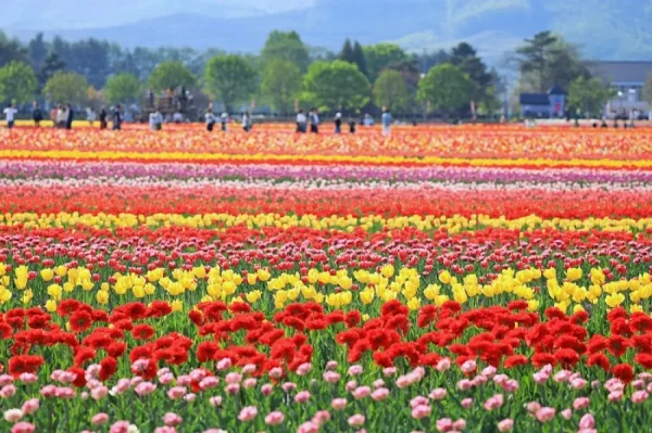 Hoa Tulip Nhật Bản (Churippu): Sắc Màu Tươi Mới Báo Hiệu Mùa Xuân Rực Rỡ Địa điểm ngắm Hoa Tulip Nhật Bản (Churippu)